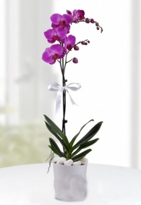 Tek dall saksda mor orkide iei  Mula kaliteli taze ve ucuz iekler 