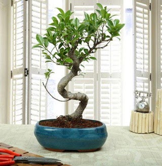 Amazing Bonsai Ficus S thal  Mula gvenli kaliteli hzl iek 