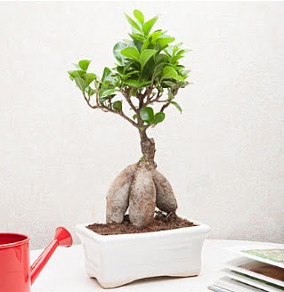 Exotic Ficus Bonsai ginseng  Mula iek , ieki , iekilik 