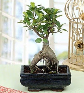 Appealing Ficus Ginseng Bonsai  Mula iek gnderme 