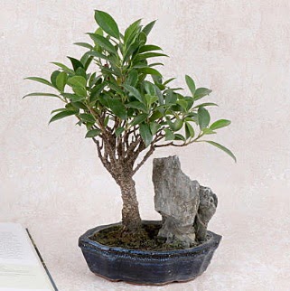 Japon aac Evergreen Ficus Bonsai  Mula iek siparii vermek 