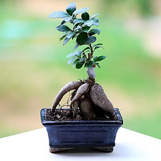 Marvellous Ficus Microcarpa ginseng bonsai  Mula yurtii ve yurtd iek siparii 