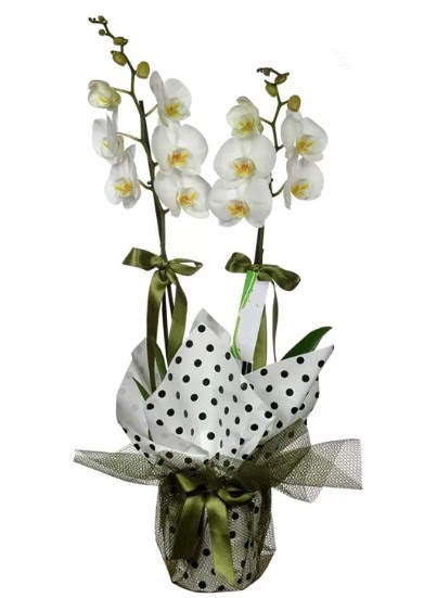 ift Dall Beyaz Orkide  Mula iek yolla 