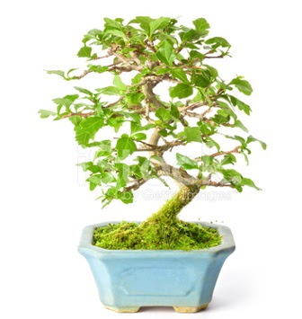 S zerkova bonsai ksa sreliine  Mula internetten iek siparii 