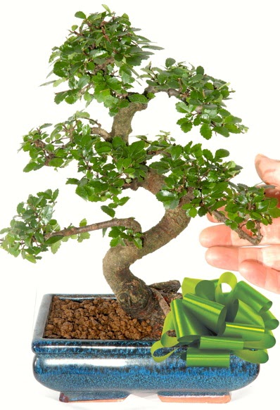 Yaklak 25 cm boyutlarnda S bonsai  Mula iek servisi , ieki adresleri 