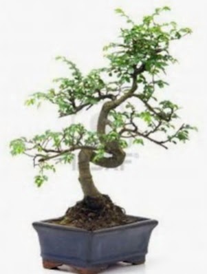 S gvde bonsai minyatr aa japon aac  Mula uluslararas iek gnderme 