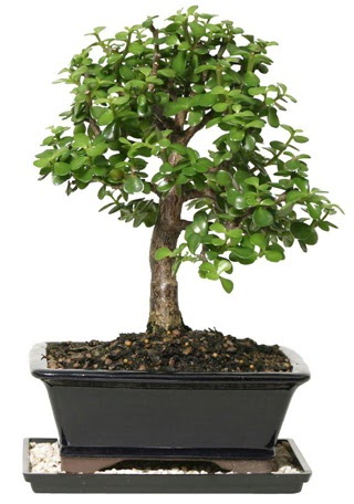 15 cm civar Zerkova bonsai bitkisi  Mula iek servisi , ieki adresleri 