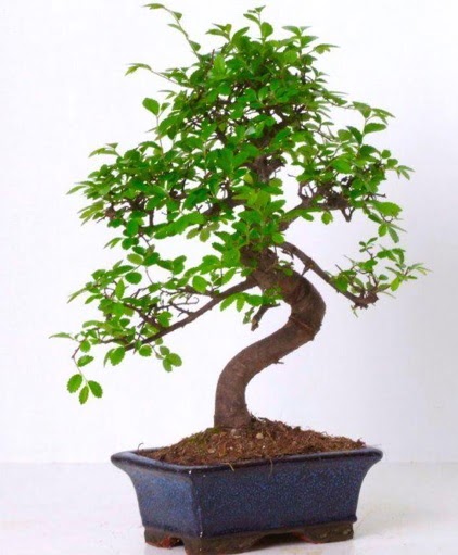 S gvdeli bonsai minyatr aa japon aac  Mula iek siparii vermek 