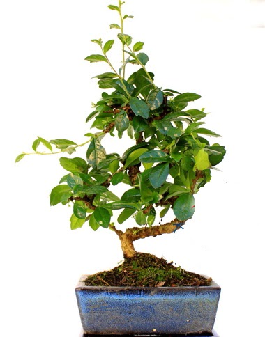 S gvdeli carmina bonsai aac  Mula online iek gnderme sipari  Minyatr aa