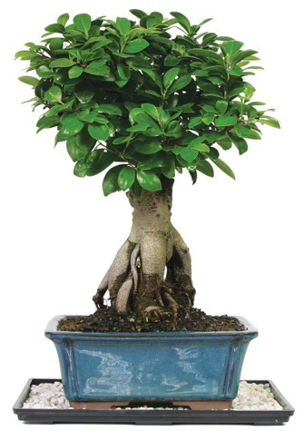 Bonsai Ginsing Grafted Ficus Bonsai  Mula online iek gnderme sipari 