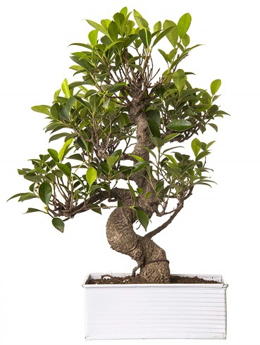 Exotic Green S Gvde 6 Year Ficus Bonsai  Mula iek siparii vermek 