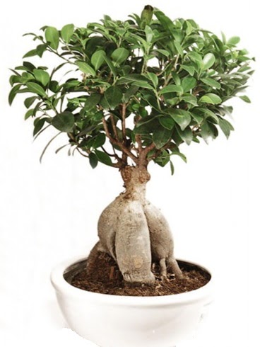 Ginseng bonsai japon aac ficus ginseng  Mula internetten iek siparii 