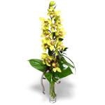  Muğla internetten çiçek siparişi  cam vazo içerisinde tek dal canli orkide