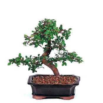ithal bonsai saksi çiçegi  Muğla yurtiçi ve yurtdışı çiçek siparişi 