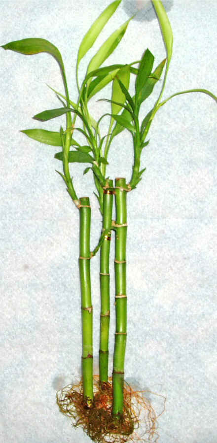 Lucky Bamboo 3 adet vazo hediye edilir   Mula iek yolla , iek gnder , ieki  