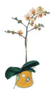  Muğla online çiçekçi , çiçek siparişi  Phalaenopsis Orkide ithal kalite