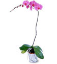  Muğla İnternetten çiçek siparişi  Orkide ithal kaliteli orkide 