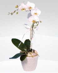 1 dallı orkide saksı çiçeği  Muğla internetten çiçek satışı 