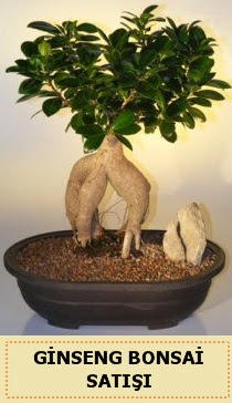 İthal Ginseng bonsai satışı japon ağacı  Muğla çiçek servisi , çiçekçi adresleri 