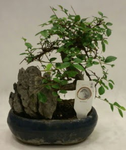 İthal 1.ci kalite bonsai japon ağacı  Muğla uluslararası çiçek gönderme 