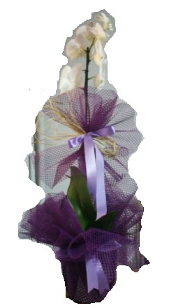 Tek dallı beyaz orkide süper kalite ithal  Muğla çiçek servisi , çiçekçi adresleri 