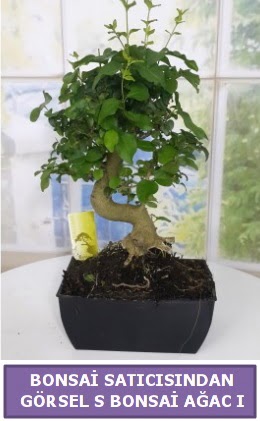 S dal eğriliği bonsai japon ağacı  Muğla uluslararası çiçek gönderme 