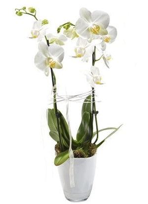 2 dallı beyaz seramik beyaz orkide saksısı  Muğla çiçek siparişi vermek 