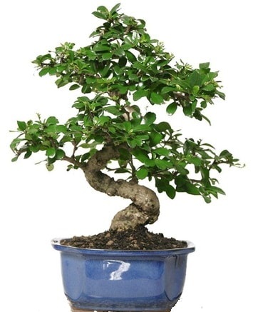 21 ile 25 cm arası özel S bonsai japon ağacı  Muğla cicekciler , cicek siparisi 