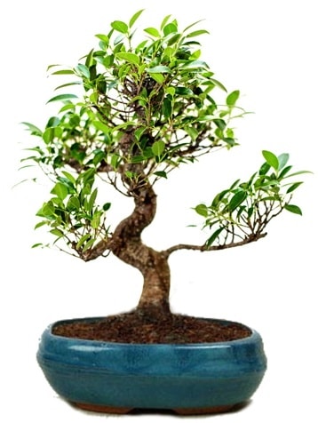 25 cm ile 30 cm aralığında Ficus S bonsai  Muğla çiçek siparişi vermek 